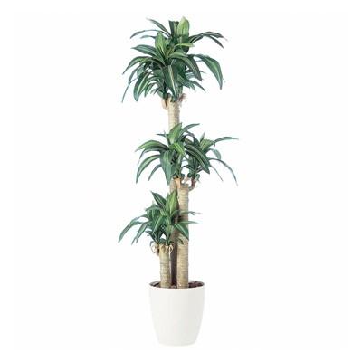 観葉植物 フェイクグリーン 人工 樹木 マッサンゲアナ“幸福の木” 高さ1700mm Mサイズ 鉢:RP-300