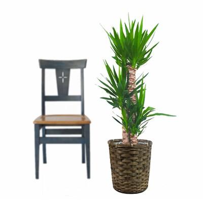 ユッカの木 約3メートル超え 観葉植物 観葉植物 生木 樹木 ユッカ 高さ約1000mm Sサイズ : オフィス家具通販