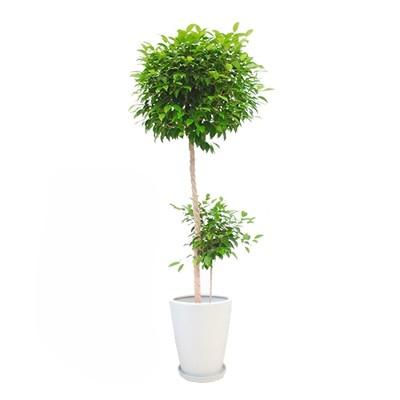 観葉植物 生木 樹木 ベンジャミン トピアリー 陶器付き 高さ約1600mm Mサイズ オフィス家具通販のオフィスコム 通販 Paypayモール