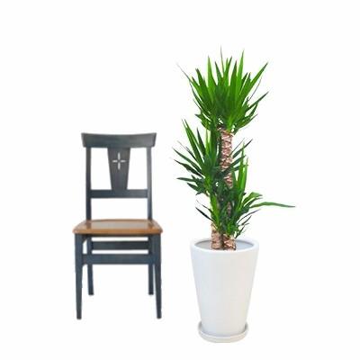 観葉植物 生木 樹木 ユッカ 陶器付き 高さ約1000mm Sサイズの画像