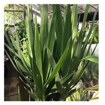 観葉植物 生木 樹木 ユッカ 陶器付き 高さ約1000mm Sサイズの画像
