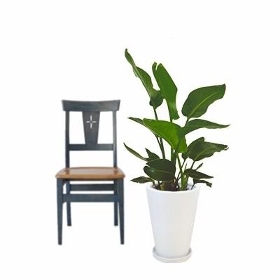 観葉植物 生木 樹木 オーガスタ 陶器付き 高さ約800mm SSサイズの画像