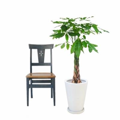 観葉植物 生木 樹木 パキラ 陶器付き 高さ約1000mm Sサイズの画像