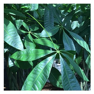 観葉植物 生木 樹木 パキラ 陶器付き 高さ約1000mm Sサイズの画像