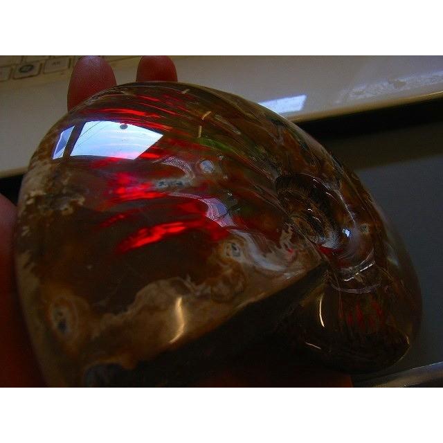 絶品★数万個の一個★天然マダガスカル産 化石 イリデッセンス アンモライト超 絶品☆数万個の一個☆天然マダガスカル産 化石 イリデッセンス