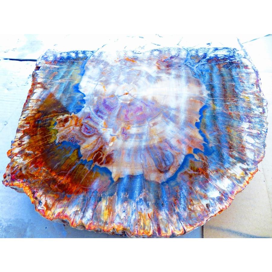 両面研磨☆絶品☆北米アリゾナ産☆化石 珪化木 10000分の1の 三畳紀