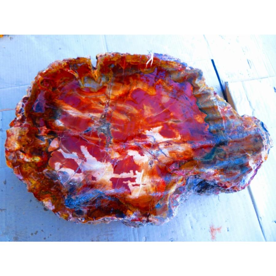 アリゾナ州で発掘された超大型珪化木の化石重量なんと21.3kg アリゾナ州で発掘された超大型珪化木の化石重量なんと21.3kg