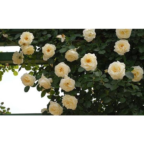 シュネーバルツァー(バラ苗:つるバラ) 大苗 : 大神ファームYahoo!店