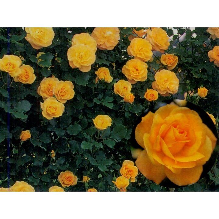 サハラ'98(バラ苗:つるバラ) 大苗 : 大神ファームYahoo!店 - 通販