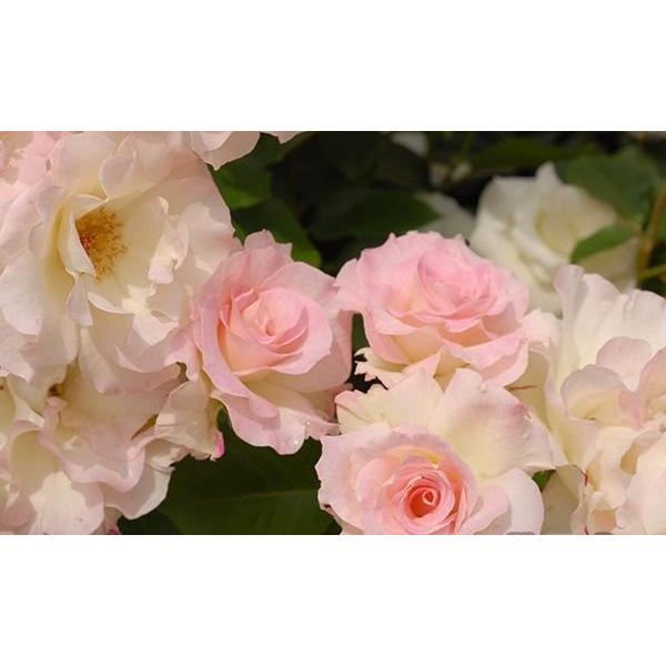 マチルダ バラ苗 四季咲き中輪房咲き系 大苗 大神ファームyahoo 店 通販 Yahoo ショッピング