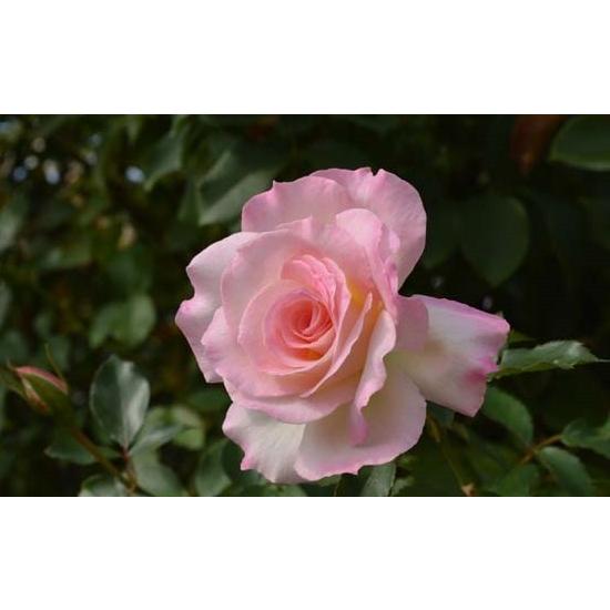 マチルダ バラ苗 四季咲き中輪房咲き系 大苗 大神ファームyahoo 店 通販 Yahoo ショッピング