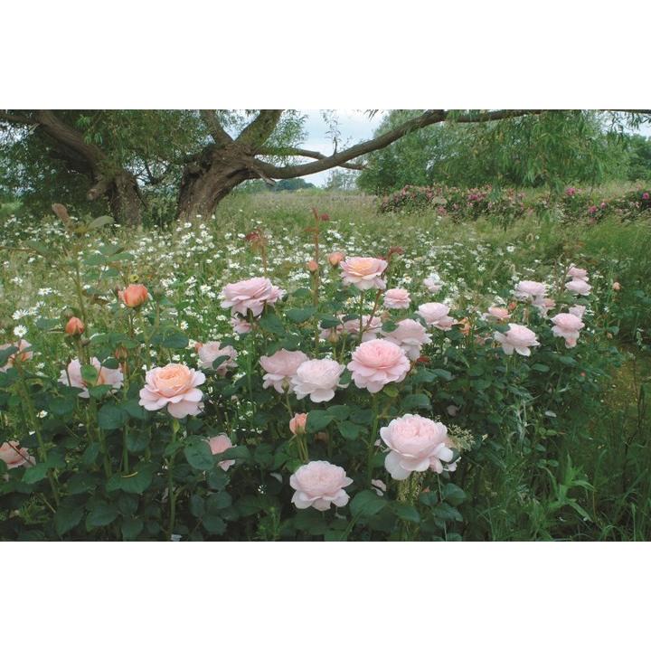 クイーン・オブ・スウェーデン（バラ苗：イングリッシュローズ） 大苗