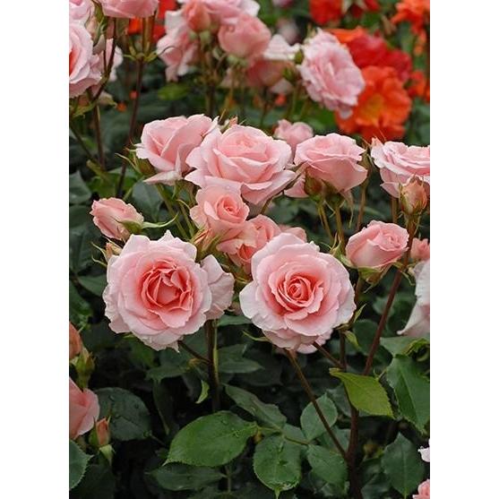 プリンセス・アイコ（バラ苗：四季咲き中輪房咲き系） 大苗予約 : 大神