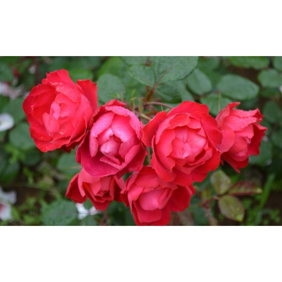 チェリー・ボニカ（バラ苗：四季咲き中輪房咲き系） 大苗 《農林水産省