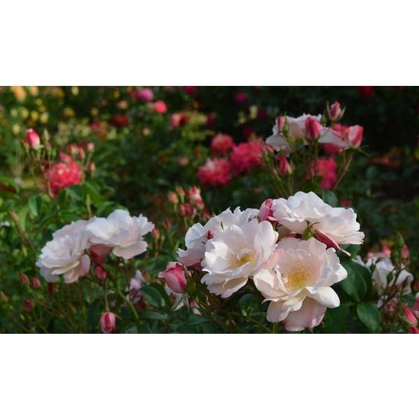 グレーテル（バラ苗：四季咲き中輪房咲き系） 大苗 《農林水産省 登録