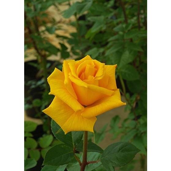 薔薇　バラの花　枯れない薔薇　ゴールドローズ　タイチェンマイ　オーキッドファーム 薔薇 バラの花 枯れない薔薇 ゴールドローズ タイチェンマイ