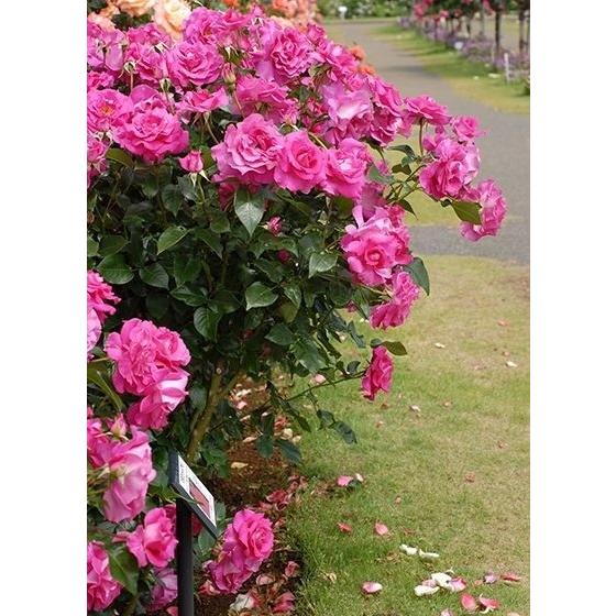 マヌウ メイアン バラ苗 四季咲き大輪系 バラの殿堂入り 大苗予約 a 大神ファームyahoo 店 通販 Yahoo ショッピング