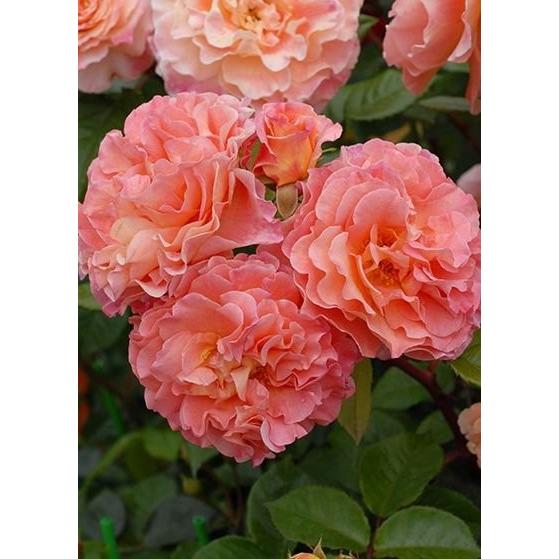 アウグスタ・ルイーゼ(バラ苗：四季咲き大輪） 大苗予約 : 大神