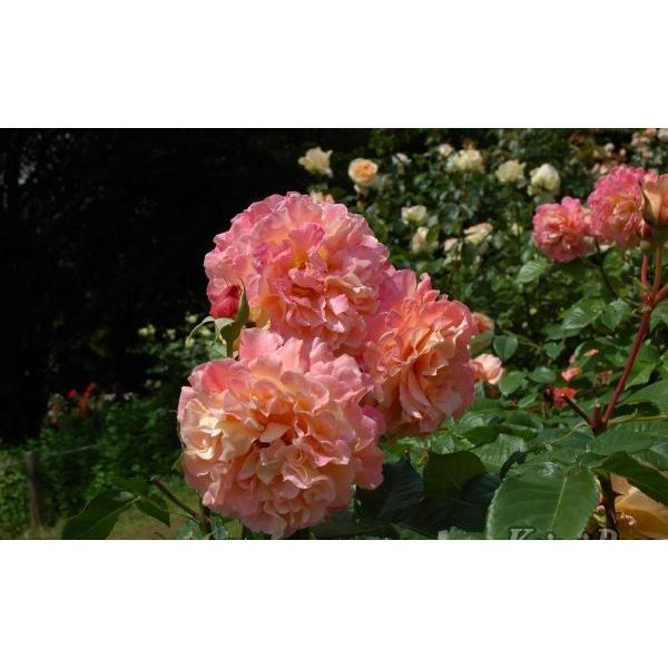 アウグスタ・ルイーゼ(バラ苗：四季咲き大輪） 大苗 : 大神ファーム