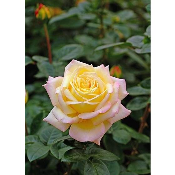 ピース（バラ苗：四季咲き大輪系） バラの殿堂入り 大苗予約 : 大神