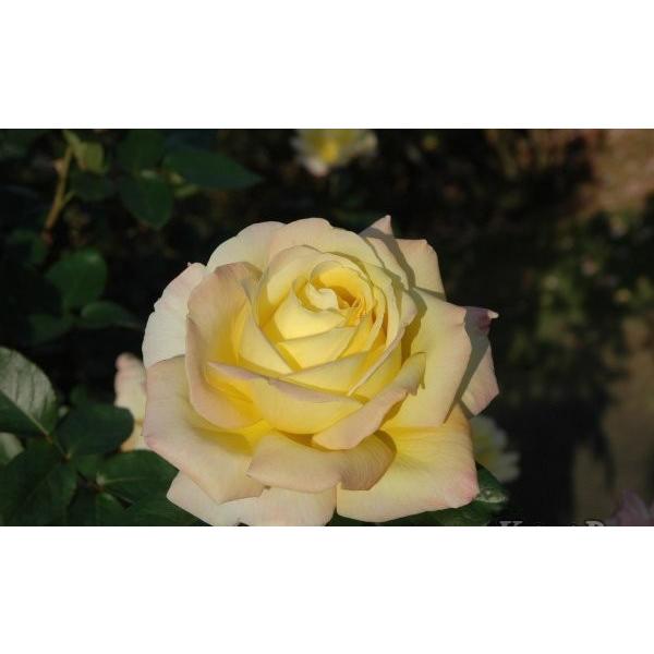 ピース（バラ苗：四季咲き大輪系） バラの殿堂入り 大苗予約