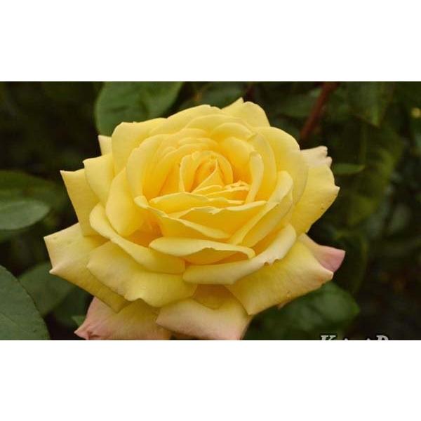 明るいイェロー大輪　　地植え大苗　バラ苗　四季咲き 明るいイェロー大輪 地植え大苗 バラ苗 四季咲き