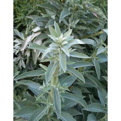 ホワイトセージ ハーブ苗 12cmポット b 大神ファームyahoo 店 通販 Yahoo ショッピング