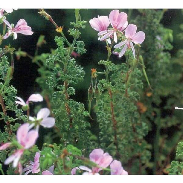 レモンゼラニウム ハーブ苗 Grupozayneducacional Com Br