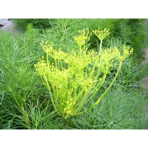 デイル ハーブ苗 大神ファームyahoo 店 通販 Yahoo ショッピング