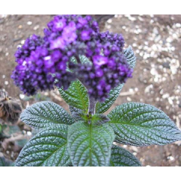 ヘリオトロープ 紫 ハーブ苗 肌触りがいい ハーブ苗