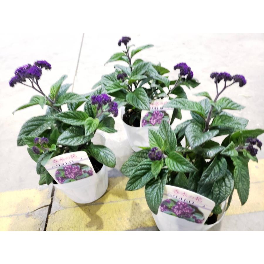 ヘリオトロープ 紫 ハーブ苗 肌触りがいい ハーブ苗