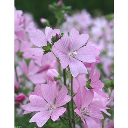 ムスクマロウ ピンク ハーブ苗 大神ファームyahoo 店 通販 Yahoo ショッピング