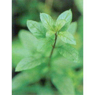 ブラックペパーミント ハーブ苗 Belle Ile Nature Org