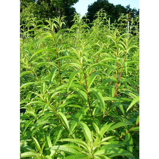 レモンバーベナ ハーブ苗 大神ファームyahoo 店 通販 Yahoo ショッピング