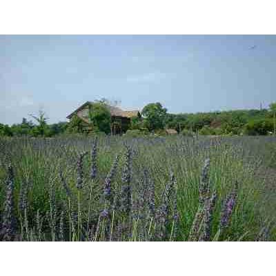 ラベンダー ディリーディリー ラバンディン系 ハーブ苗 大神ファームyahoo 店 通販 Yahoo ショッピング