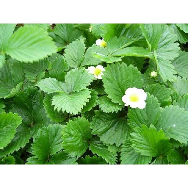 ワイルドストロベリー赤実 ハーブ苗 Dinifoundation Org