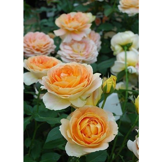 キャラメル・アンティーク（バラ苗：四季咲き大輪系） 大苗 《農林水産