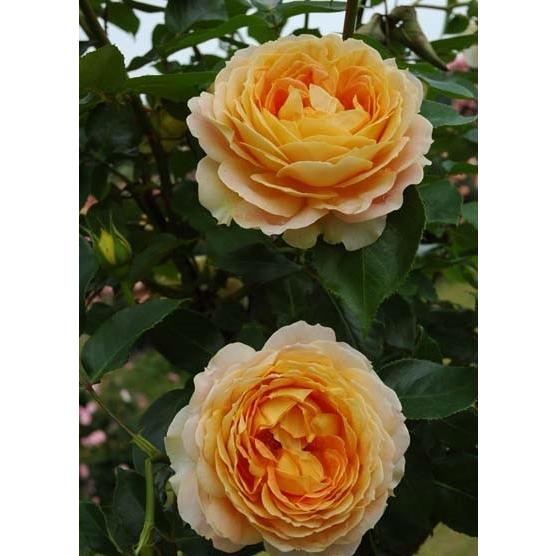 キャラメル・アンティーク（バラ苗：四季咲き大輪系） 大苗予約 《農林