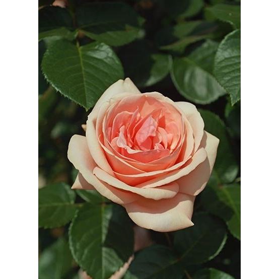 アフロディーテ バラ苗 四季咲き大輪 大苗 a 大神ファームyahoo 店 通販 Yahoo ショッピング