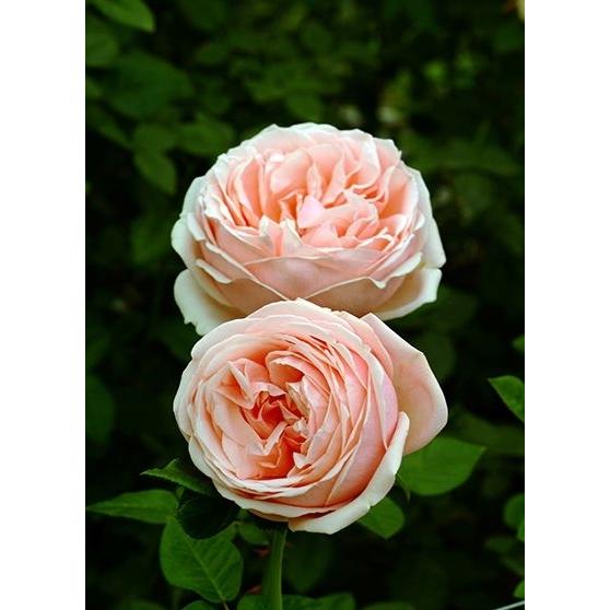 アフロディーテ(バラ苗：四季咲き大輪） 大苗予約 : 大神ファームYahoo