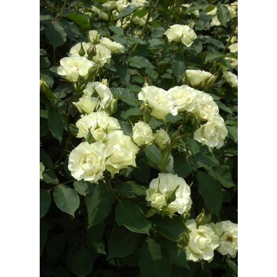 ＊SUMMER LOVER様確認用＊バラ苗 ばら苗 緑光 緑光（バラ苗：四季咲き中輪房咲き系） 大苗 : 大神ファームYahoo!店