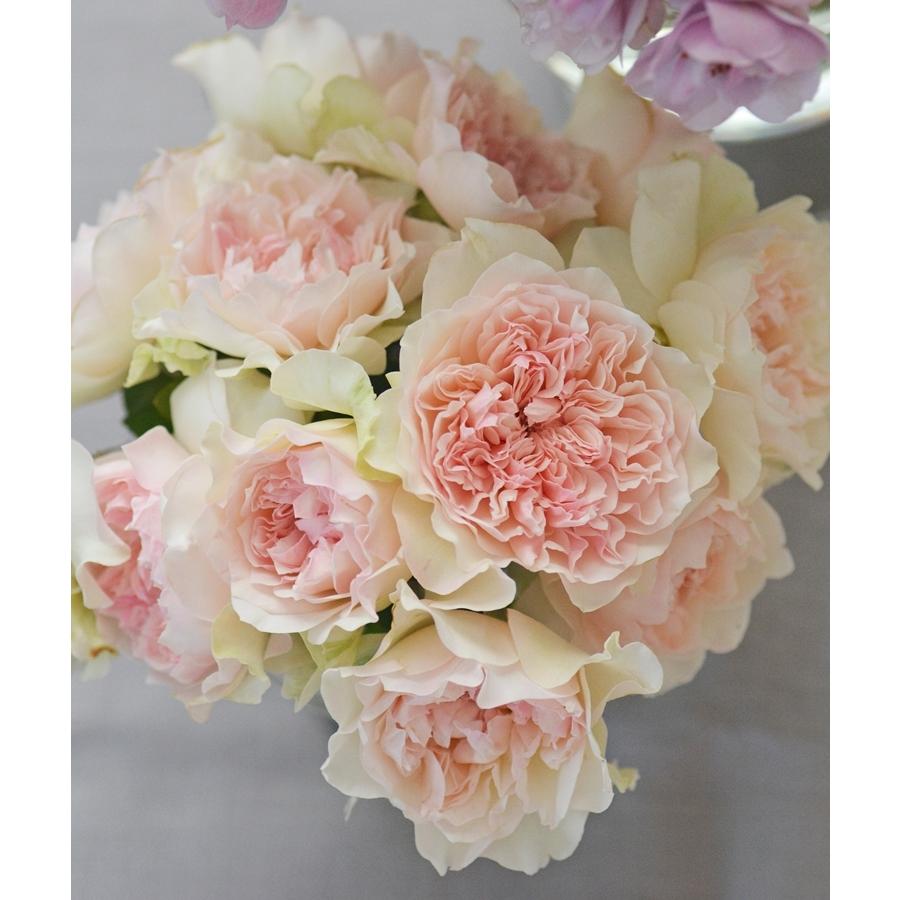 ブランド登録なし - 蕾つき！【母の日＆父の日人並み外れた計画すること】おまかせ薔薇苗２鉢仕かける