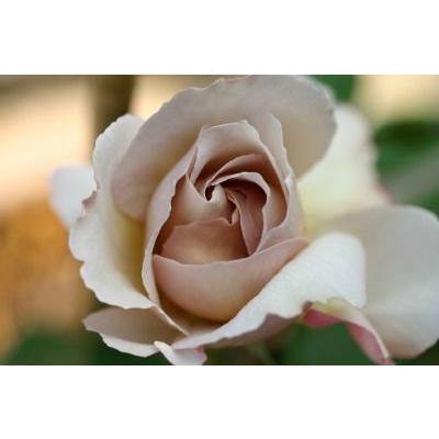 グレイパール（バラ苗：四季咲き大輪系） 大苗 : 大神ファームYahoo!店