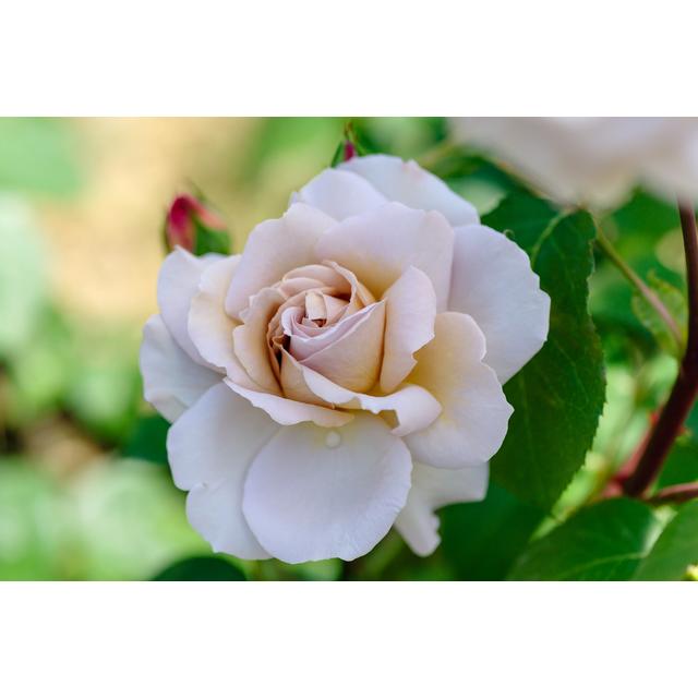 グレイパール（バラ苗：四季咲き大輪系）　大苗 薔薇 グレイパール（HT）接木苗木 新奇な色彩 黒真珠のような趣のある花 蕾沢山 薔薇 グレイパール（HT）接木苗木 新奇な色彩 黒真珠のような趣の