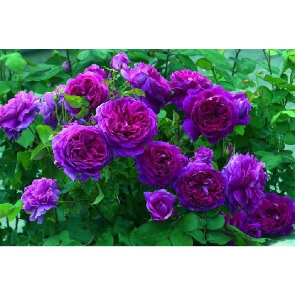 イングリッシュローズ/大苗3株/名称タグ付き/正規取扱店購入/PVP ヤング・リシダス（Ausvibrant）（バラ苗：イングリッシュローズ