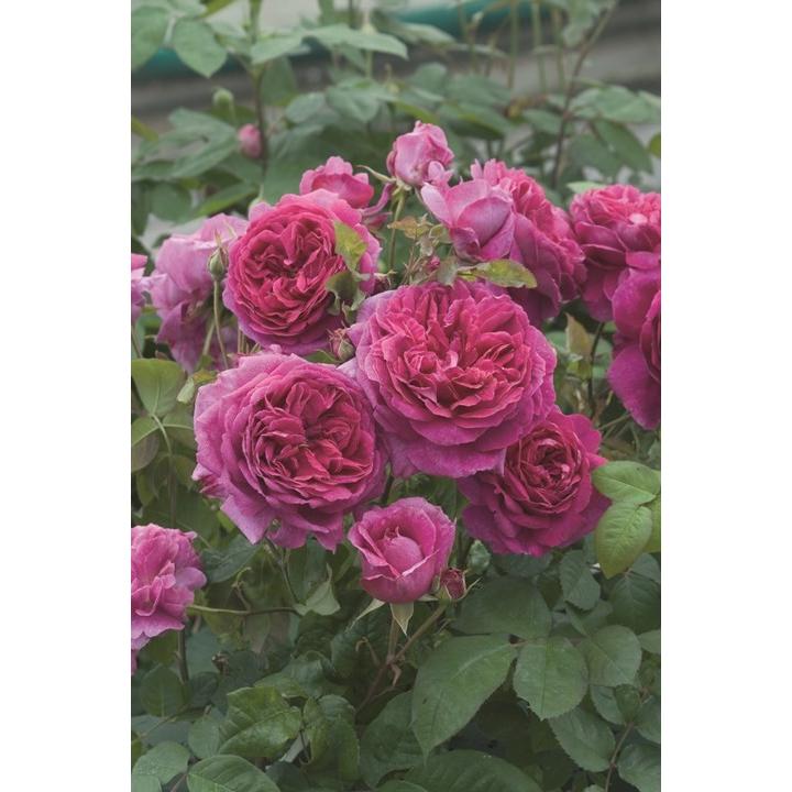 ヤング・リシダス（Ausvibrant）（バラ苗：イングリッシュローズ