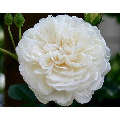 ソンブレイユ バラ苗 つるバラ 大苗予約 大神ファームyahoo 店 通販 Yahoo ショッピング