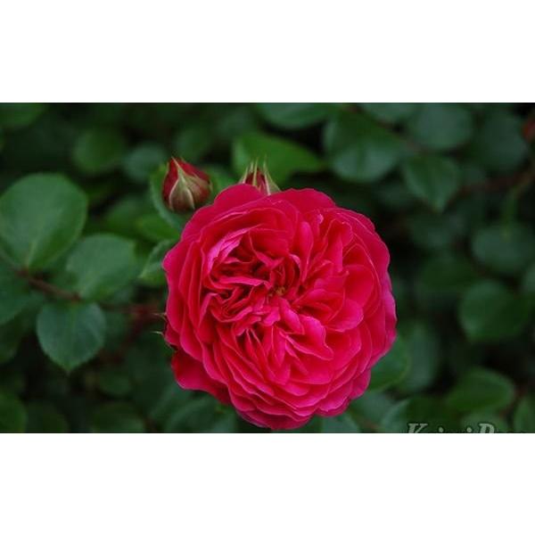 レッド レオナルド ダ ヴィンチ バラ苗 四季咲き中輪房咲き系 大苗予約 農林水産省 登録品種 大神ファームyahoo 店 通販 Yahoo ショッピング