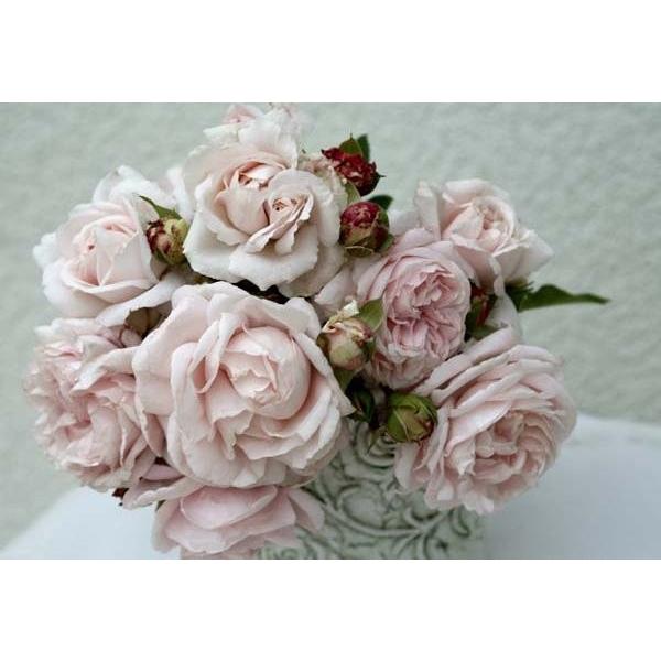 コンスタンツェ・モーツァルト（バラ苗：四季咲き中輪房咲き系） 大苗