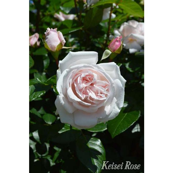 コンスタンツェ・モーツァルト（バラ苗：四季咲き中輪房咲き系） 大苗